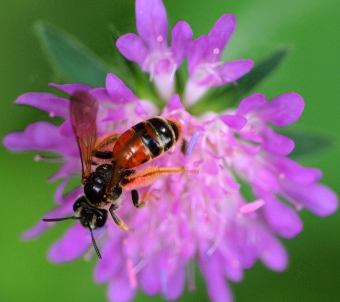 Andrena hattorfiana, femmina